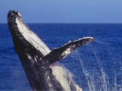 Whale Pick Up Lines