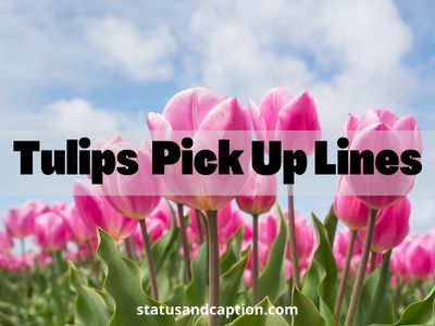 Tulips Pick Up Lines